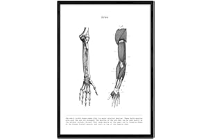 Nacnic Stampa artistica Moderna di anatomia in Bianco e Nero con immagini del Corpo umano. Biologia con dettaglio muscoli braccia, OSSA braccio. Scienze. Medicina generale- Medico ospedali.