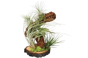 Exotenherz - Tillandsien auf Wurzelbaum - gross - 5 Pflanzen