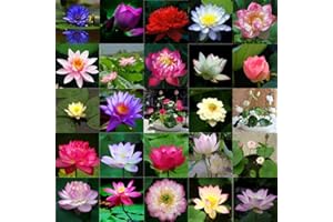 Rotyroya 10 Stücke Pflanzensamen Schüssel Lotus Samen Bonsai Pflanzen Hausgarten Hydrokulturpflanze Blumendekor Mischfarbe*