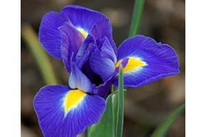GARDENBULBS 20 IRIS HOLLANDICA - Blue Magic - Dutch IRIS Bulbs - Perennial Flower Bulbs for Border Patio Rockery Garden