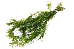 Lincolnshire Pond Plants Ltd 5 x Oxygenating Weed Live Pond Plant ELODEA DENSA - Also Aquarium Aquatic Plants (Weighted)