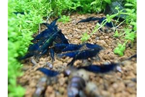 Shrimpfarm-Frankfurt Blue Dream Garnele 10 Stück