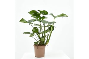 VERDECORA - Planta de Interior Natural - Costilla de Adán o Monstera Deliciosa - Maceta 3 Litros - Altura 50 - 65cm - Planta Natural Viva