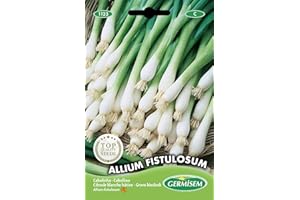 Germisem graines Ciboule blanche hâtive ALLIUM FISTULOSUM