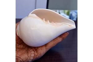 CRAFTSLOOK Original Blasender Schaft (VAMAVARTI BAJNEWALA) Schneckenmuschel – lauter und großer Vamavarti blätender Schaft (weiß) ~ Shankha-Muschelschalen – Meeresmuschel für Lungenstärke/Immunität 4"inch weiß