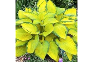 COOTO Hosta Planta decorativa Bulbos de flores Plantas ornamentales Bulbos primavera 1x Rizoma Hosta Gold Standard