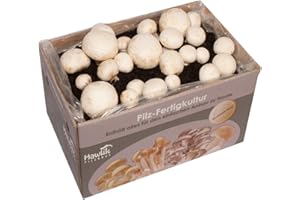 Hawlik Pilzbrut - Cultivo setas de champiñones blancos, grande kit cultivo setas para cultivar uno mismo, cosecha champiñón fresco