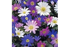 FLORIANA-BULBOSE Bulbi da Fiore (10 X Anemone blanda MIX)