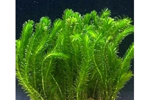 BIOTOPE AQUATICS LTD Elodea Densa 10 Stems Oxygenating Pond Tropical Water Aquarium Live Plant Egeria
