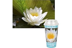 INTERFLOWERS GMBH Echte Seerosen Winterhart im bunten Mix Teich Pflanzen, Aquarium Pflanzen Teichpflanzen im Pflanzkorb Wasserpflanzen Seerose Nymphaeae Anzuchtset Teichpflanzen winterhart (See Rose weiß)