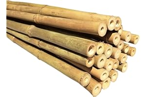 Javco Heavy Duty Bamboo Plant Support Garden Canes - Thick and Adequate Support for Plants Ideal for the Gardening Jobs | 2FT 3FT 4FT 5FT 6FT 7FT 8FT (5FT X 50)
