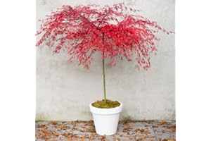 THOMPSON & MORGAN Acer Hardy Japanese Maple Tree Palmatum Emerald Lace Thread Leaf Deciduous Shrub Fast-Growing Ideal for Large pots and containers 2 x 9cm Pot by Thompson and Morgan (2 x 9cm Potted Acer)