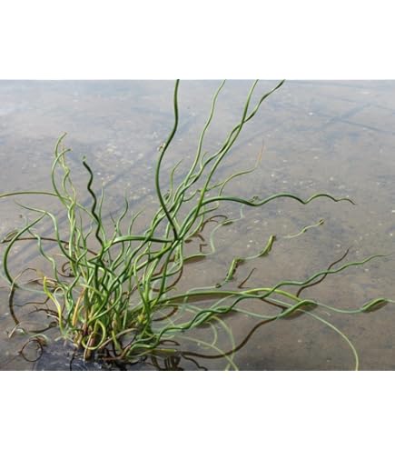 WASSERPFLANZEN WOLFF - Juncus effusus 'Spiralis'- Korkenzieherbinse -  Liebeslocke - 4er-Set im Gratis-PFLANZKORB - : Amazon.de: Garten