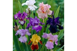FLORA IMPORT 10 X Iris Germanica rizomi Mix