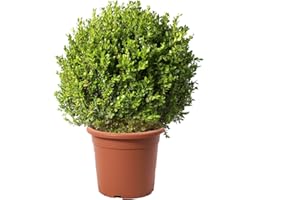 KENTIS - Boule de Buis Vrais - Buxus Microphylla Faulkner - Plantes Vraies Naturelles d'Extérieur Resistantes - Plante Boule Topiaire Décorative - H 60-70 cm Diamètre Buisson 45-50 cm Pot Ø 30 cm
