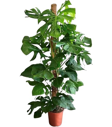 monstera siltepecana pflege Monstera Siltepecana Exotische Zimmerpflanze | 20-30 cm | 12 cm Topf main image 1