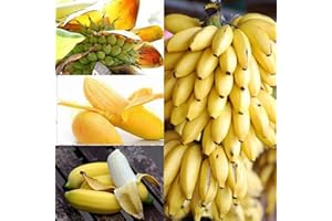 Haloppe 30 Stück Zwerg-Bananen-Fruchtsamen für die Bepflanzung des Hausgartens, Bananensamen, süßer Samen, frischer Pflanzensamen für den Balkon Bananen Samen
