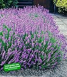 Lavendel winterhart Lavendel winterhart