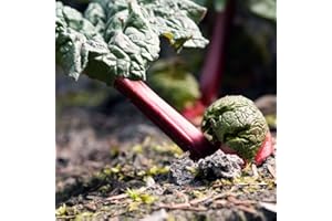 GROSEEDS - Fruit Seeds, Rhubarb - Victoria, F-RHU-02, 85 Seeds Minimum Per Packet.