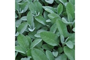 Sage Plants, Ready for The Garden. 'Culinaria'. Salvia. Perennial Cooking Herb. Silver Leaf sage. 9cm Plant x 2. Available from Bedwen Plants.