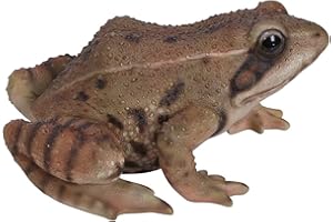 Vivid Arts Real Life Frog
