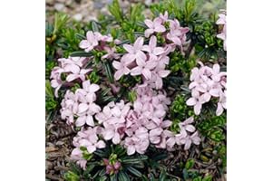 YouGarden Daphne 'Pink Fragrance', 25cm Tall Established Plant in 13cm Pot, Highly Fragrant, Long-Flowering, Great for Pots
