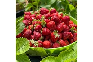 ZIELONYOGROD Plants de fraisiers 'Portola' Fraises persistantes, fruits très sucrés de mars - coffret de 10 plants FRAISES - super fruits pour le jardin et le balcon