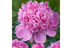 Pfingstrose Purple Passion (1 Pflanze), große Päonien Hybride, Winterharte mehrjährige Staude, Pflanzen aus Holland für Garten und Topf (kein Samen, Zwiebeln und nicht künstlich)