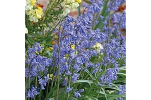 THOMPSON & MORGAN English Bluebell Outdoor Scented Flower Bulbs with First Year Flowering Guarantee and Year After Year Multiplying, 60 x English Bluebell Bulbs by Thompson and Morgan