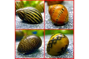 WaterPlants Rennschnecken Mix, Aquarium Rennschnecke, 8 Stück je Sorte 2 Stück