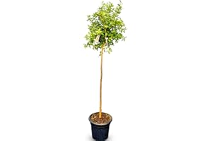 Sunny Tree - Granada - Resistente al invierno - Árbol frutal - Punica Granatum - Alto 160 cm - A+ ware