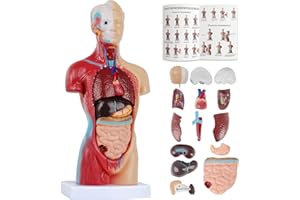 HERBYD Menschliches Torso Körper Anatomie Modell mit 15 abnehmbaren Teilen - Mit Herz Kopf Schädel Gehirn Skelett Medizinische Schule Krankenpflege-Bildungslieferant 8 x 14 x 28 cm Torso Anatomie