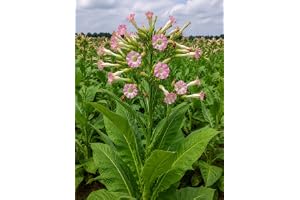 SaatPilot | Nicotiana tabacum | 5 000 frön | tobak