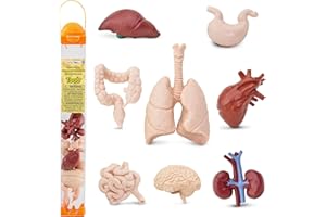 SAFARI LTD. Organy ludzkie