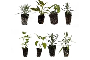 NEWLANDS 8 Garden herb Plug Plants. Mixed Collection of herb Plants Ideal for a herb Planter, herb Garden or Indoor herb Plant pots. All Individually Labelled. Grow Your own herb Garden.