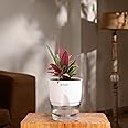 KYARI Oyster Indoor Plants for Living Room | Live Plants | Plants with White Self Watering Pot for Home | Air purifier plants | Plants for Home Decor | Plants for Garden & bedroom