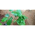 Anuraj farms Live Black Pepper Plant, Kali Mirch plant,Black Pepper Spice Plant bush type plant