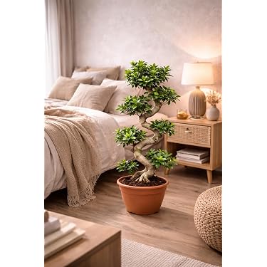 dracena malaika Dracaena sp. 'Malaika' 4"