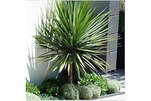GrowOn Shrubs [2 Litre] Cordyline 'Australis' Cabbage Palm Tree | Evergreen Plant | Outdoor Garden Ready Plant | Spring and Summer Flowering | Cream Flowers