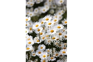 DAMAVAND PRO Oxeye Daisy Ox Eye Flower Seeds White British Wild Flower Pack - Leucanthemum vulgare 6000 Seed 2g
