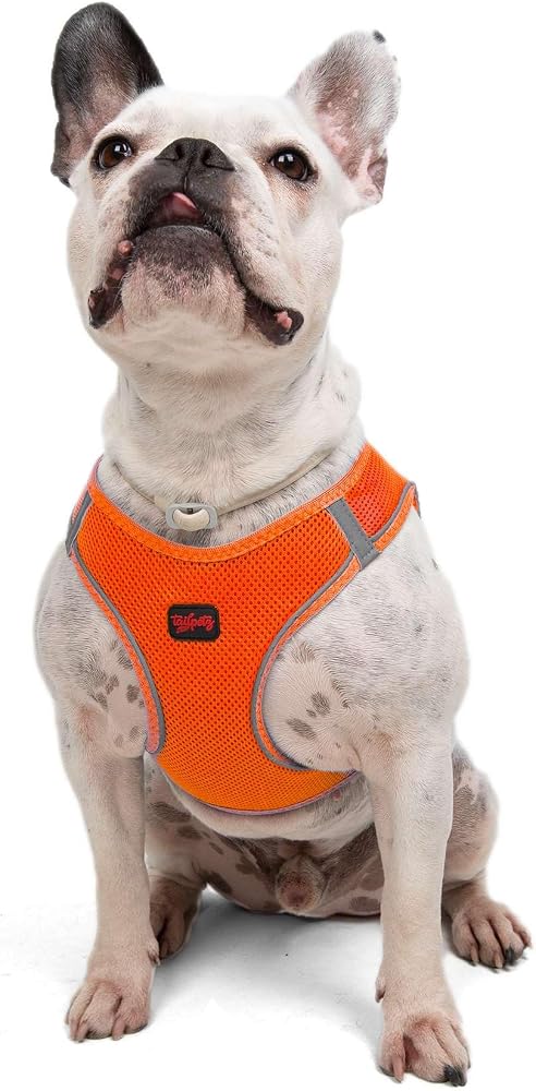 Tailpetz Air-Mesh Küçük ve Orta Irk Kedi Köpek Göğüs Tasması - Yumuşak, Nefes Alabilir, Dayanıklı (Neon-Turuncu, Large)