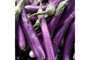 Haloppe 50 Pz Semi di Ortaggi di Melanzane per la Piantagione del Giardino di Casa, Semi di Melanzane Mini Semi Naturali Semi di Ortaggi Freschi per Balcone Melanzane lunghe viola