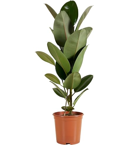 ableger monstera kaufen Monstera Ableger Box Premium  Foliage Dreams
