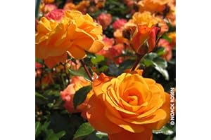 Beetrose „Westzeit®“ - apricotfarben blühende ADR-Topfrose im 5 L Topf - frisch aus der Gärtnerei - Pflanzen-Kölle Gartenrose