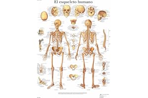 3B Scientific VR3113UU Impreso En Papel, el Esqueleto Humano