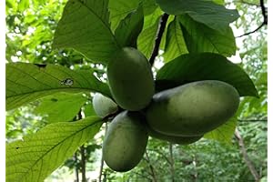 GREEN FUTURE PFLANZENHANDEL Indianerbanane Asimina triloba Pflanze 25-30cm dreilappige Papau Pawpaw Rarität