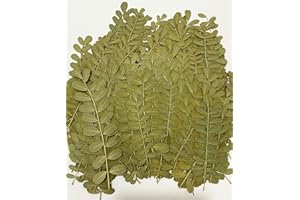 HANDI-KAFU 12 pcs Leaf Real Natural Dried Pressed Flowers for Resin Art Craft DIY