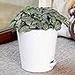 Ugaoo Fittonia Green Plant with Self Watering Pot