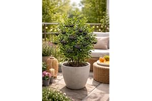Äppelbär Aronia prunifolia 'Viking' 60–70 cm – robust superfrukt med hög avkastning, hälsofrämjande, perfekt för trädgård och balkong