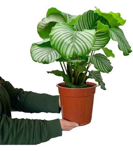Zimmerpflanze Calathea Medallion No.19  7080 cm hoch im 19 cm Topf   tierfreundlich & pflegeleicht  auffllige Bltter  luftreinigende Pflanze  fr Wohnrume | Green Me Up : Amazon.de: Garten